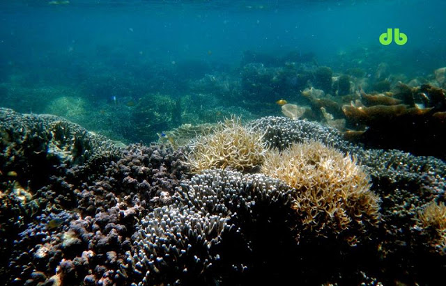 Kadis Kelautan dan Perikanan: Terumbu Karang di Teluk Lampung Harus Diselamatkan