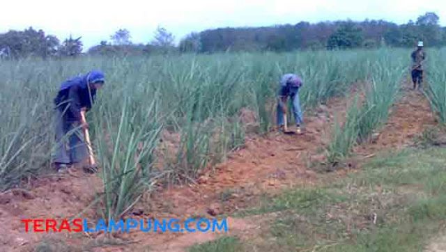 Perkebunan Tebu Rakyat Masih Potensial Dikembangkan di Lampung Tengah