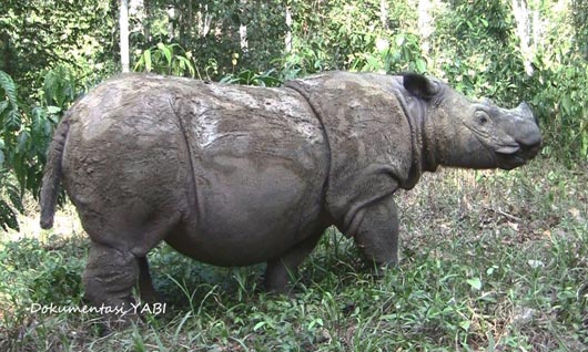 Ratu, Badak Sumatera Betina Penghuni TNWK Menanti Kelahiran Anak Kedua