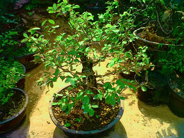 Mau Kembalikan Honorarium kepada Denny J.A., Penyair Sihar Ramses Lelang Koleksi Bonsai dan Batu Akik