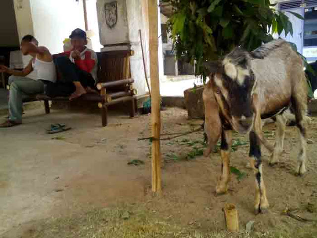 Tren Kurban Kambing Bergeser ke Sapi, Pedagang Mengeluh