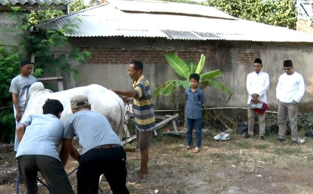 Danrem Garuda Hitam Saksikan Proses Penyembelihan Hewan Kurban