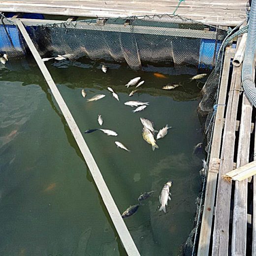 Ribuan Ikan Mas dan Ikan Nila Milik Petani Abung Pekurun Mati