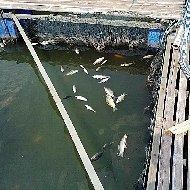 Ribuan Ikan Mas dan Ikan Nila Milik Petani Abung Pekurun Mati