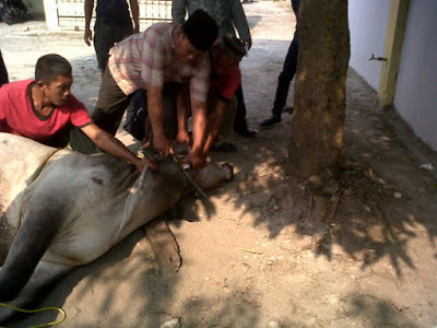 DPD Partai Golkar Lamsel Bagikan Ratusan Kantong Daging Kurban