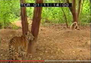 Video Kera Mem-“Bully” Dua Harimau