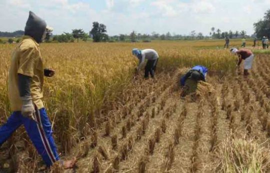 Nilai Tukar Petani Provinsi Lampung Turun 1,17 Persen pada April 2019