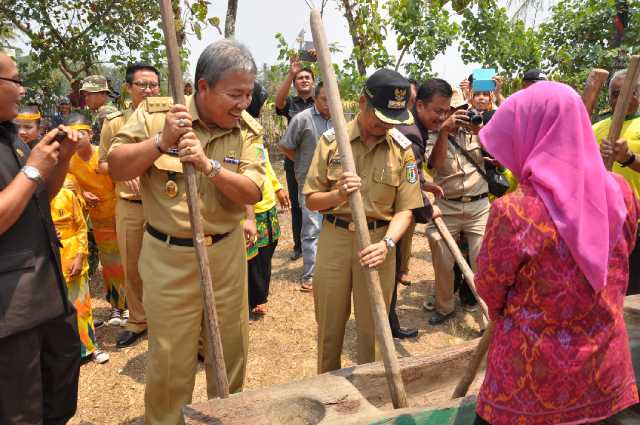 Produksi Padi Lampung Hingga September 2015 Capai 3,56 Juta Ton GKG