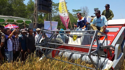 Hebat! Meski Lahannya Kekeringan Petani Mesuji Bisa Panen Raya