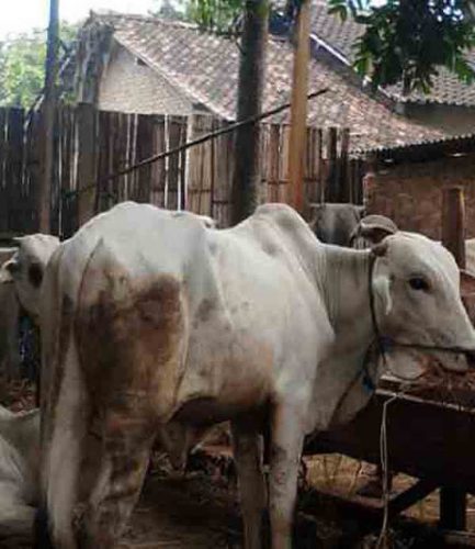 Idul Adha, PKS Lampung Utara Potong 106 Hewan Kurban