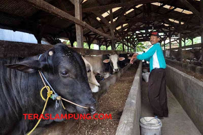 Lindungi 3.806 Sapi, Gubernur Lampung Dorong Peternak Ikut Asuransi Ternak