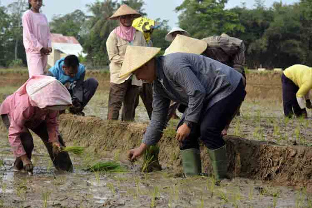 Musim Gadu 2015, Lampung Tengah Targetkan Produksi 65 ribu Ton Padi