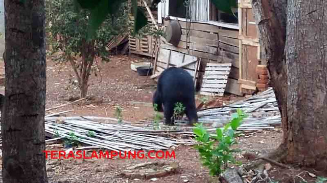 Seekor Beruang Madu Berkeliaran di Pekarangan Warga Lampung Utara