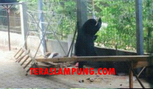 Beruang Madu di Pekarangan Warga Lampung Utara Belum Berhasil Dievakuasi