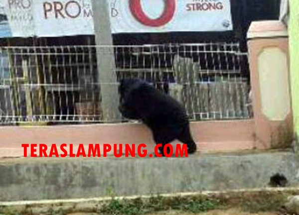 Pindah ke Belakang Rumah Makan Taruko I, Beruang Madu Menunggu Dijemput