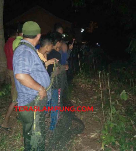 Tim BKSDA Kehilangan Jejak Beruang Madu