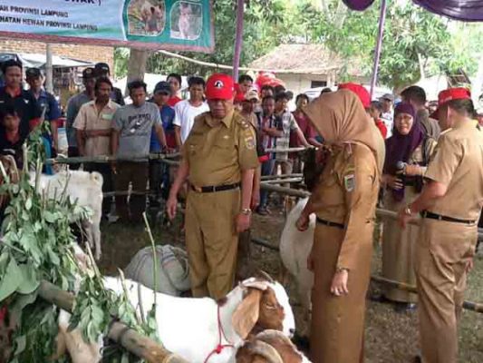 Saburai. Kambing Andalan dan Kebanggaan Lampung