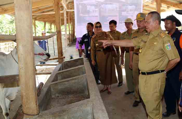 Gebyar Peternakan Ajang Pamer Sapi Berkualitas