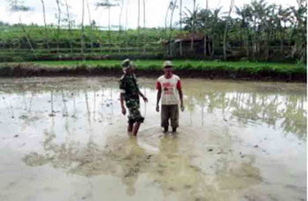 Babinsa Bantu Petani di Hargo Mulya Lampung Timur
