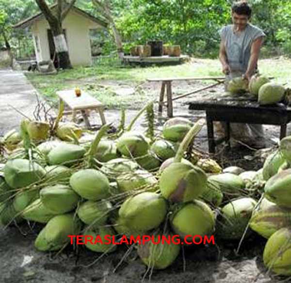 Bangkitkan Masa Kejayaan Tanaman Kelapa di Lampung Selatan