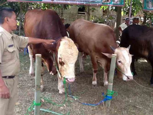 “Peta Jalan” Ternak Sapi Potong di Provinsi Lampung