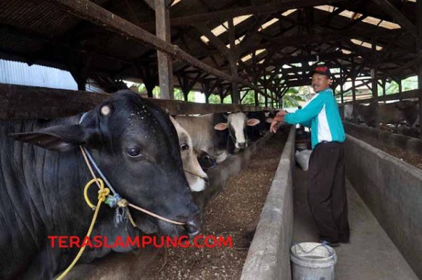 Peta Jalan Kawasan Sapi Potong di Lampung Timur