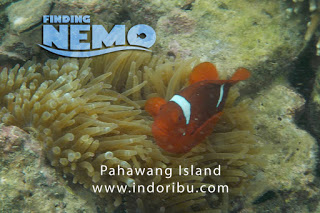 Open Trip Pulau Pahawang