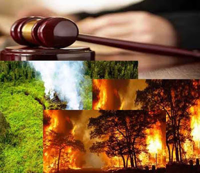 Kado Akhir Tahun Terburuk: Pembakar Hutan Sumsel Lolos dari Jeratan Hukum