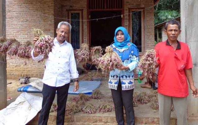 Gurihnya Rezeki Bawang Merah di Lampung Tengah