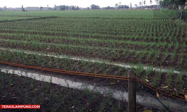 Tanaman bawang merah milik petani anggota Kelompok Tani Krida Tani I Kota Gajah Timur Lampung Tengah