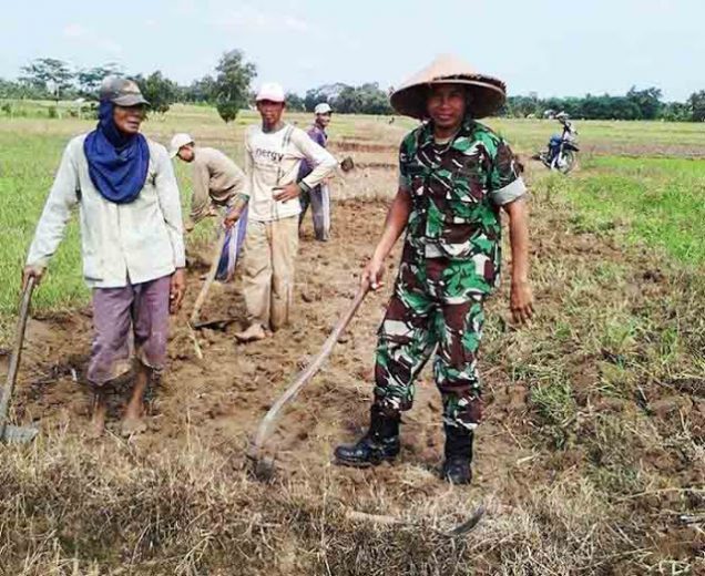 Anggota Koramil Sekampung Lampung Tengah Turun ke Sawah