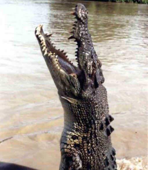 Dua Buaya Rawa Masih Berkeliaran di Sungai Balau Bandarlampung