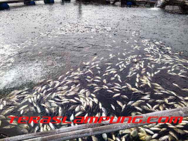 Ribuan Ikan Mas di Way Rarem Mati Diduga karena Faktor Cuaca