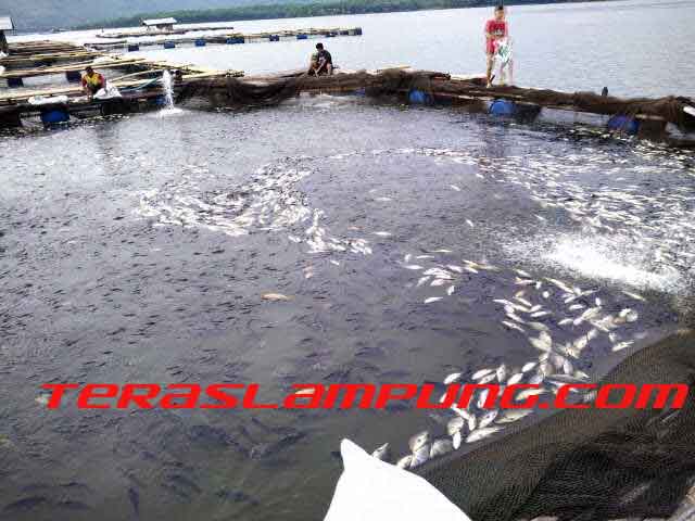 Ribuan Ikan Mas di Bendungan Way Rarem Mati, Petani Rugi Ratusan Juta Rupiah