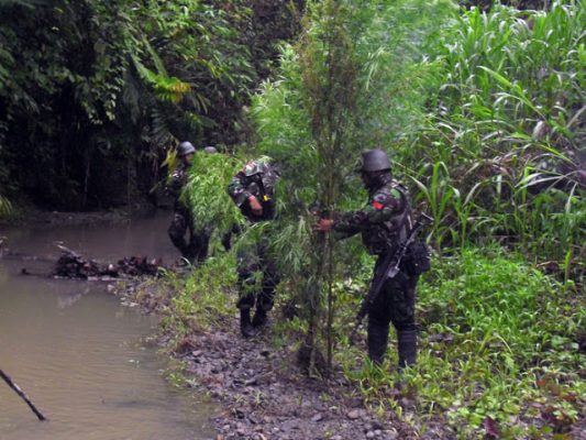 TNI Temukan Lahan Ganja di Perbatasan RI-PNG