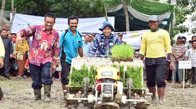 Pemkab Lampung Utara Targetkan Produksi Gabah Naik Jadi 267 Ton