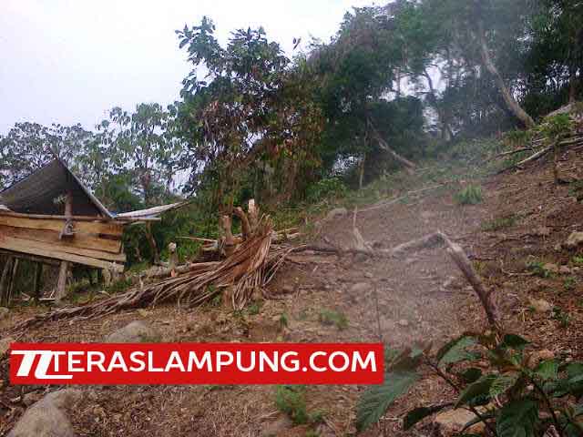 Warga Keluhkan Perambahan Hutan di Kawasan Register 3 Gunung Rajabasa