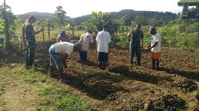 Satgas Yonif 406/CK Bercocok Tanam di Pos Perbatasan RI-PNG