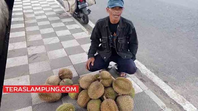 Beda Durian Lampung Jatuh dari Pohon dengan Durian Bengkulu Menurut Saad