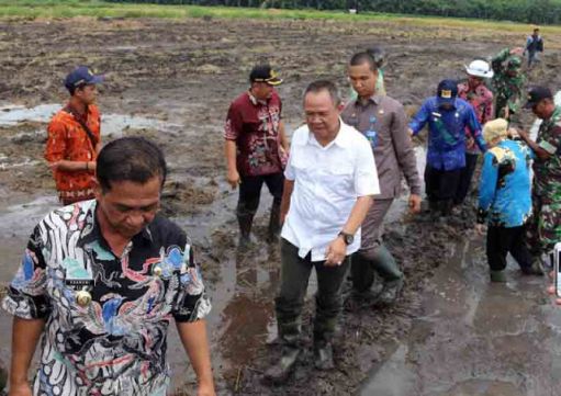 Target Panen Tercapai, Mesuji Pasok Beras ke Palembang, Pringsewu,dan Metro