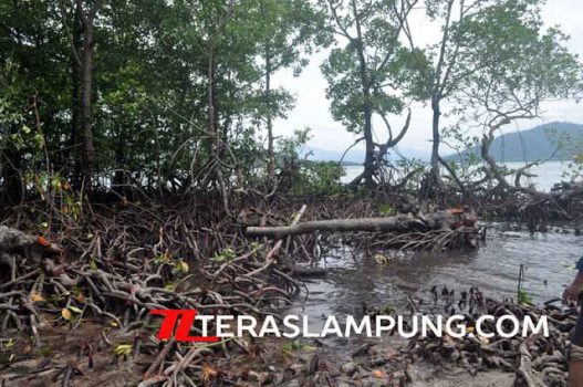Hutan Mangrove Pulau Pahawang Terancam Jadi Tinggal Cerita
