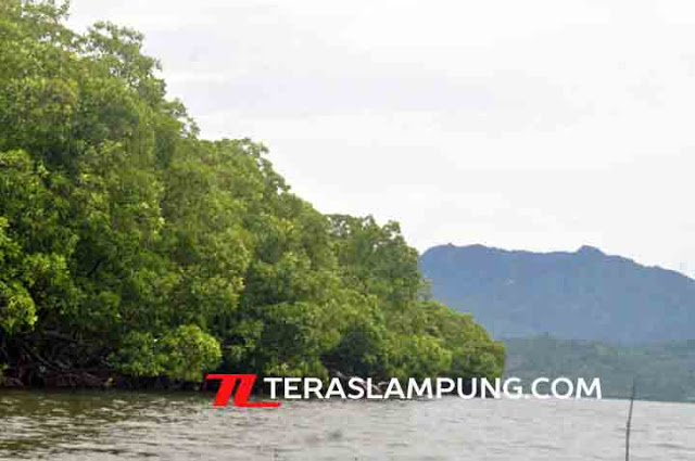 Sabuk Hijau Hutan Mangrove Pulau Pahawang tidak Jatuh dari Langit