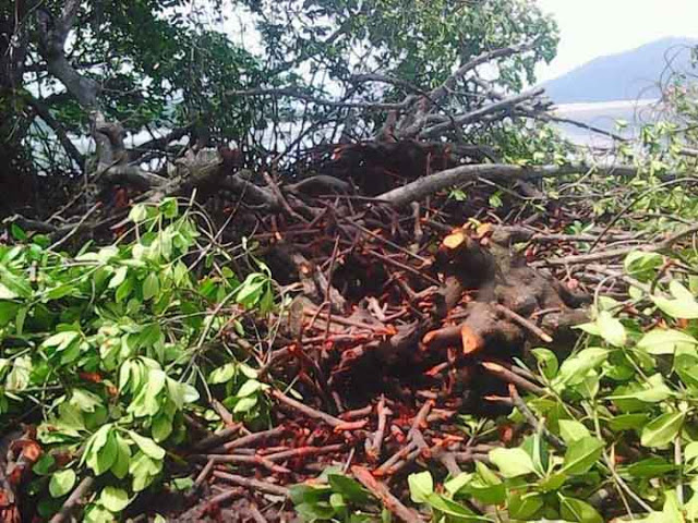 Oknum Anggota DPRD Tebangi Pohon Mangrove Pulau Pahawang, Mitra Bentala Surati Gubernur