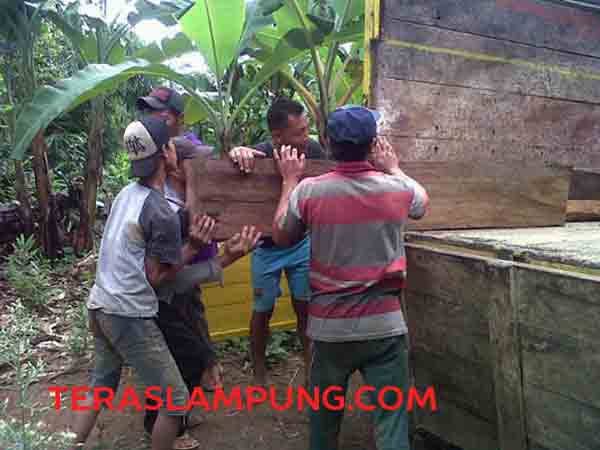 Dibekingi Oknum Tokoh dan Aparat, Tiap Minggu Ratusan Kayu Sonokeling Register 19 Diangkut ke Yogya