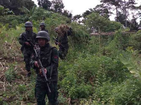 Yonif 406/CK Temukan Ladang Ganja di Papua