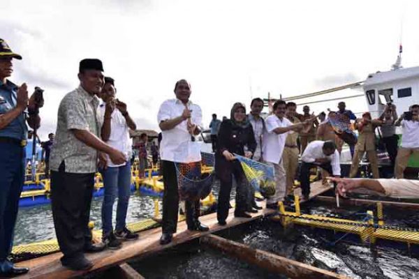 Menteri Marwan Jafar Panen Kerapu di Pandeglang