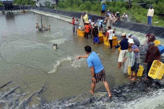 Pertambakan Mandiri, Budidaya Percontohan Tambak Dipasena Hasilkan 2,4 Ton Udang per Petak
