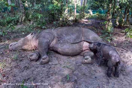 Hari Badak Sedunia, Suaka Rhino Sumatera II di TNWK akan Diresmikan
