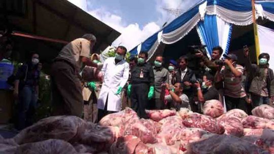 Mau Dikirim ke Bekasi, 1,5 Ton Daging Celeng Ilegal Diamankan Polisi di Pelabuhan Bakauheni