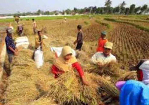 Nilai Tukar Petani Lampung pada April 2018 Naik 0,13 Persen